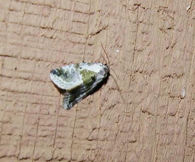 Black-dotted Lithacodia (Lithacodiasynochitis)
