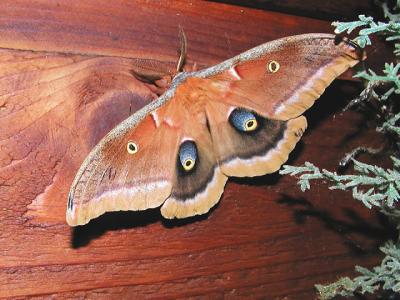 Family Saturniidae