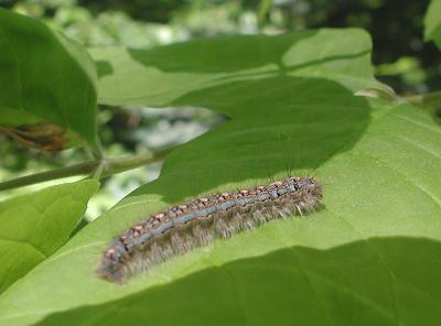 Forest Tent Caterpillar Moth (Malacosoma disstria)