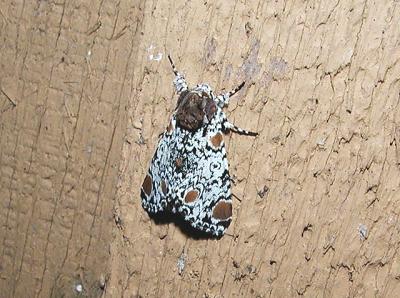 Harris's three spot