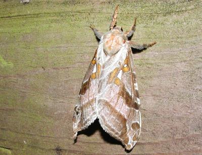 Silver-spotted Ghost Moth (Sthenopis argenteomaculatus)