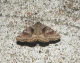 Forage Looper Moth (Caenurgina erechtea) {Catocalinae}