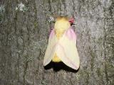 Rosy Maple moth
