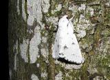 Unmarked Dagger (Acronicta innotata)