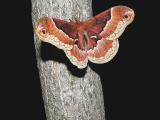 Promethia moth aka Spicebush silkmoth (Callosamia securifera)
