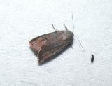 Forbes' Dart Moth (Euagrotis forbesii )