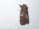 Chocolate Prominent (Peridea ferruginea)