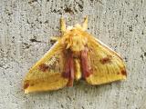 Io Moth- female