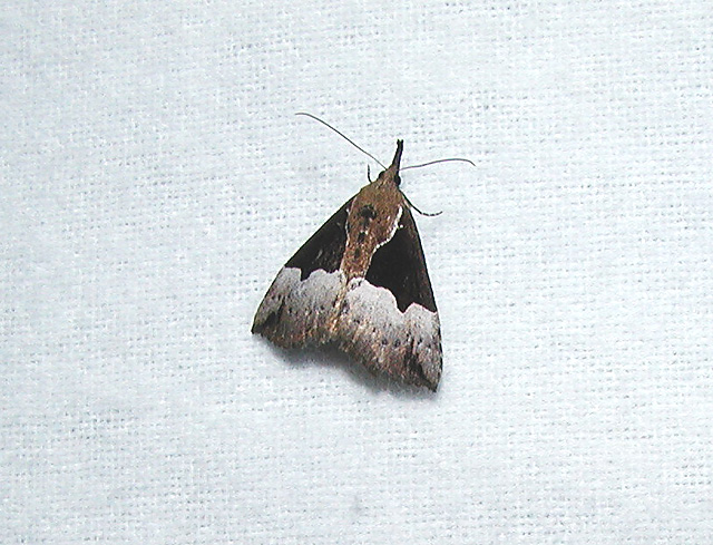 Baltimore Bomolocha (Bomolocha baltimoralis){hypeninae}