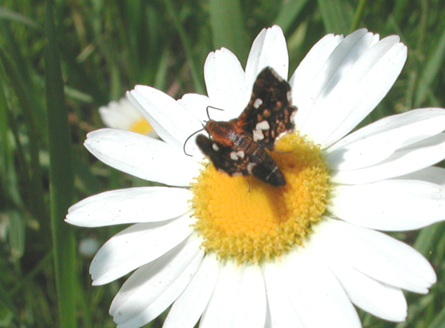 Spotted Thyris moth (Thyris maculata)