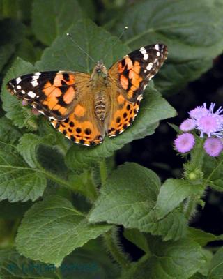 Painted Lady 796