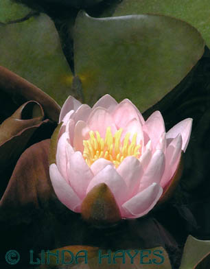 Water Lily Pnk 879 (dry brush filter)