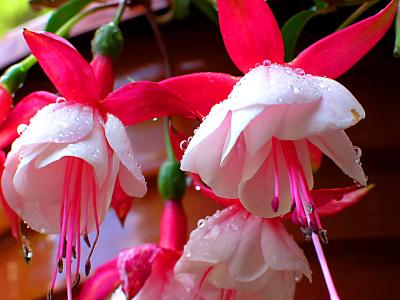 fuschia