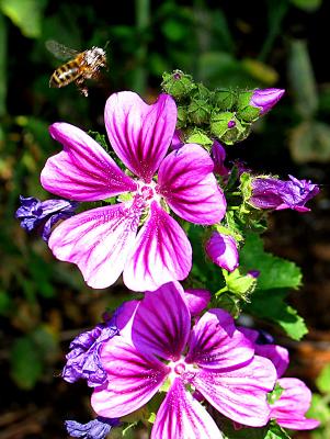 mallow with hoverfly