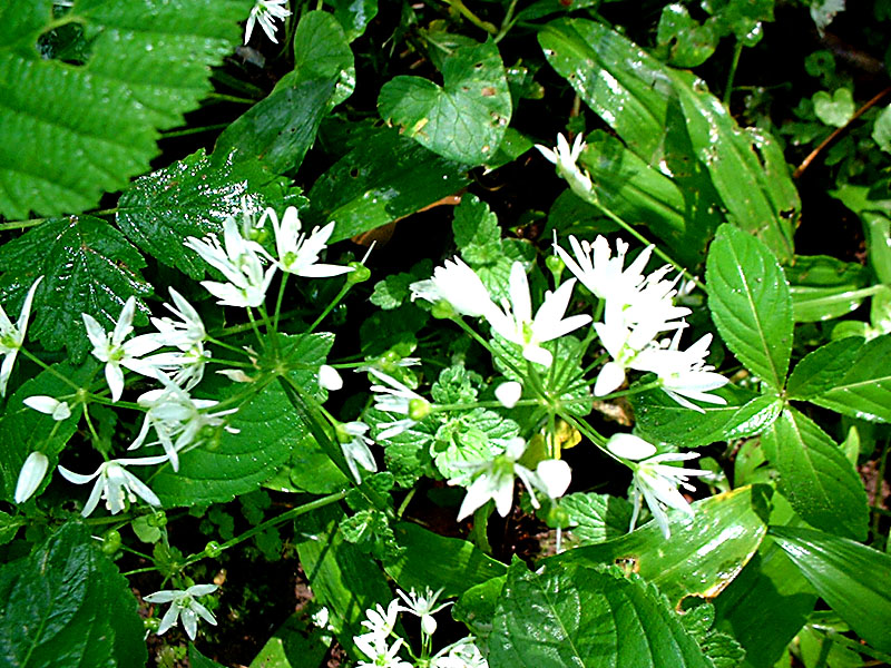wild garlic