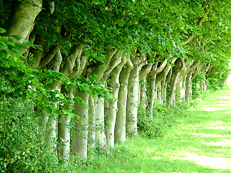 beeches