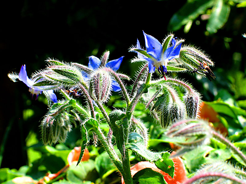 borage