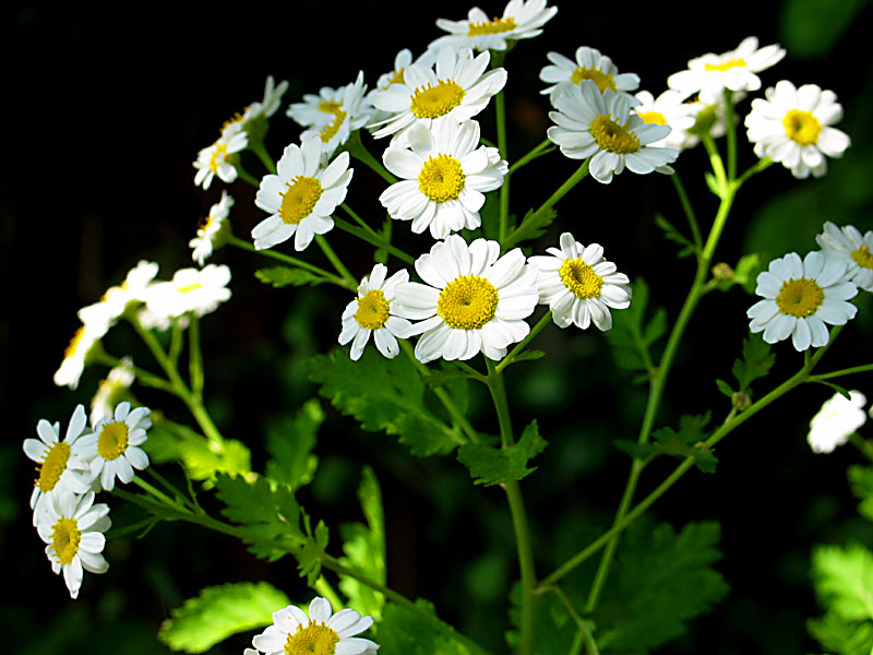 feverfew