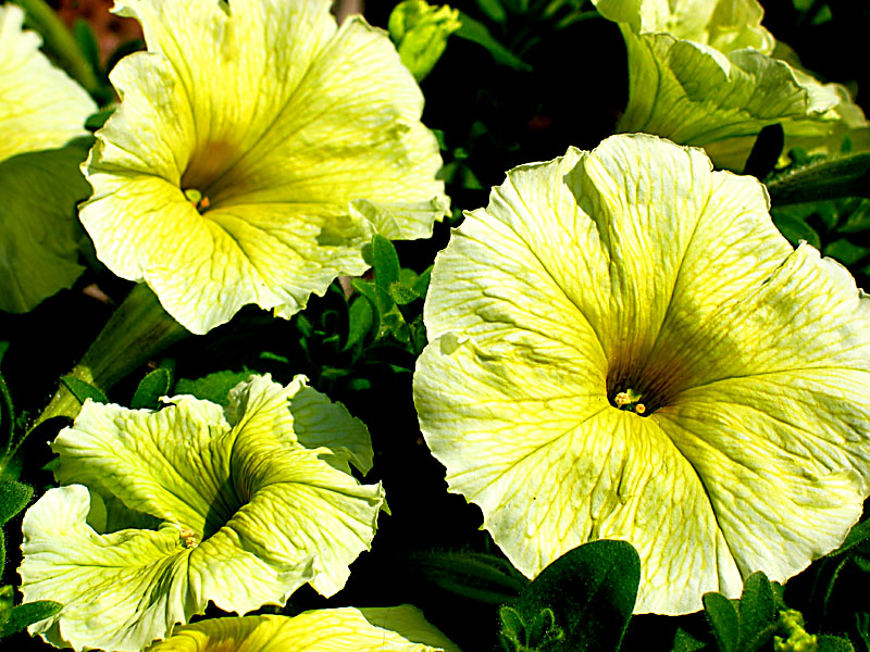 petunia