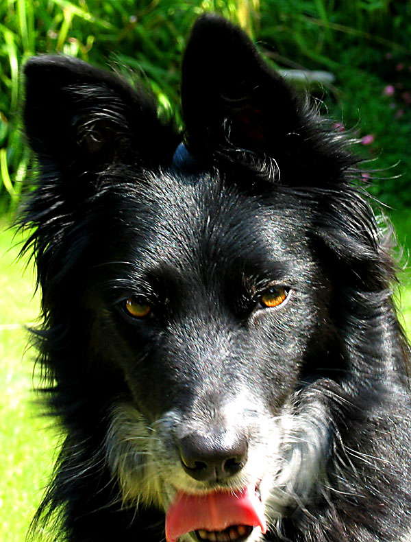 rosie