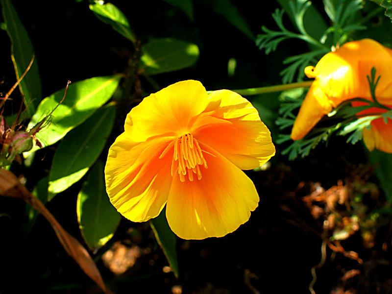 welsh poppy