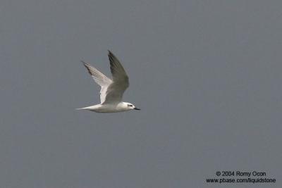 Gull-billed tern

Scientific name - Gelochelidon nilotica

Habitat - Uncommon in variety of wetlands.