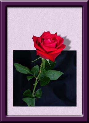 rose-3d-wb.jpg