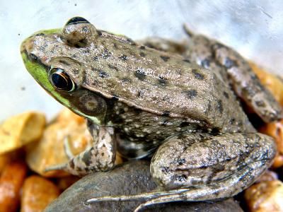 Frog_3371.jpg