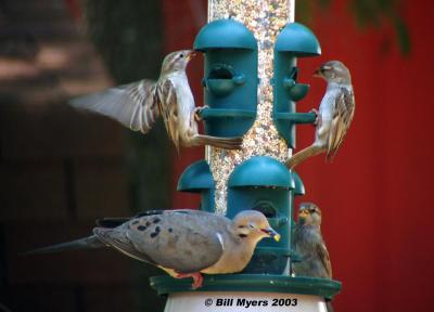 House Finchs and Dove Feeding  5/28/03