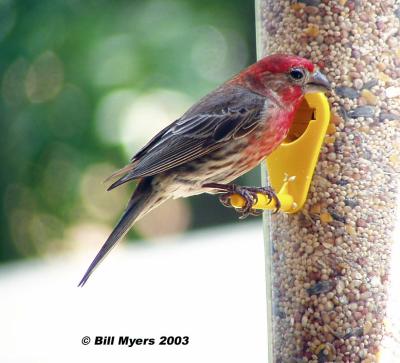 Male House Finch Feeding  5/28/03