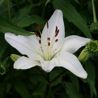 flower2.jpg