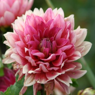 flower3.jpg