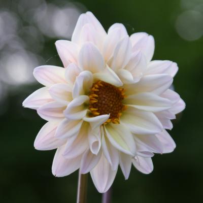 flower4.jpg