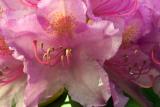 Rhods