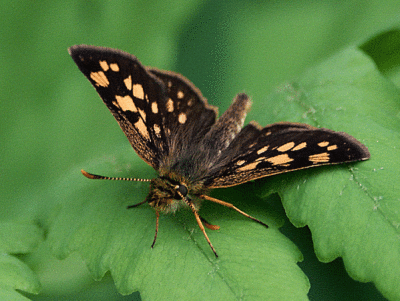 arctic-skipper-2988sm.gif