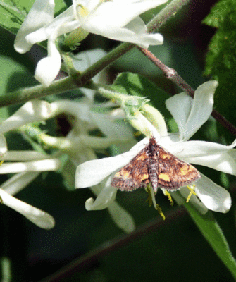 skipper-2958b.gif