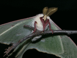 luna-moth-3352.gif