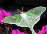 luna-moth-3373.gif