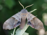 big-poplar-sphinx-moth-3400.gif