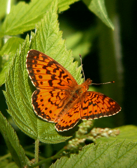 silver-bordered-frittelaryb.gif