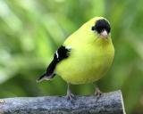 American Goldfinch male 1