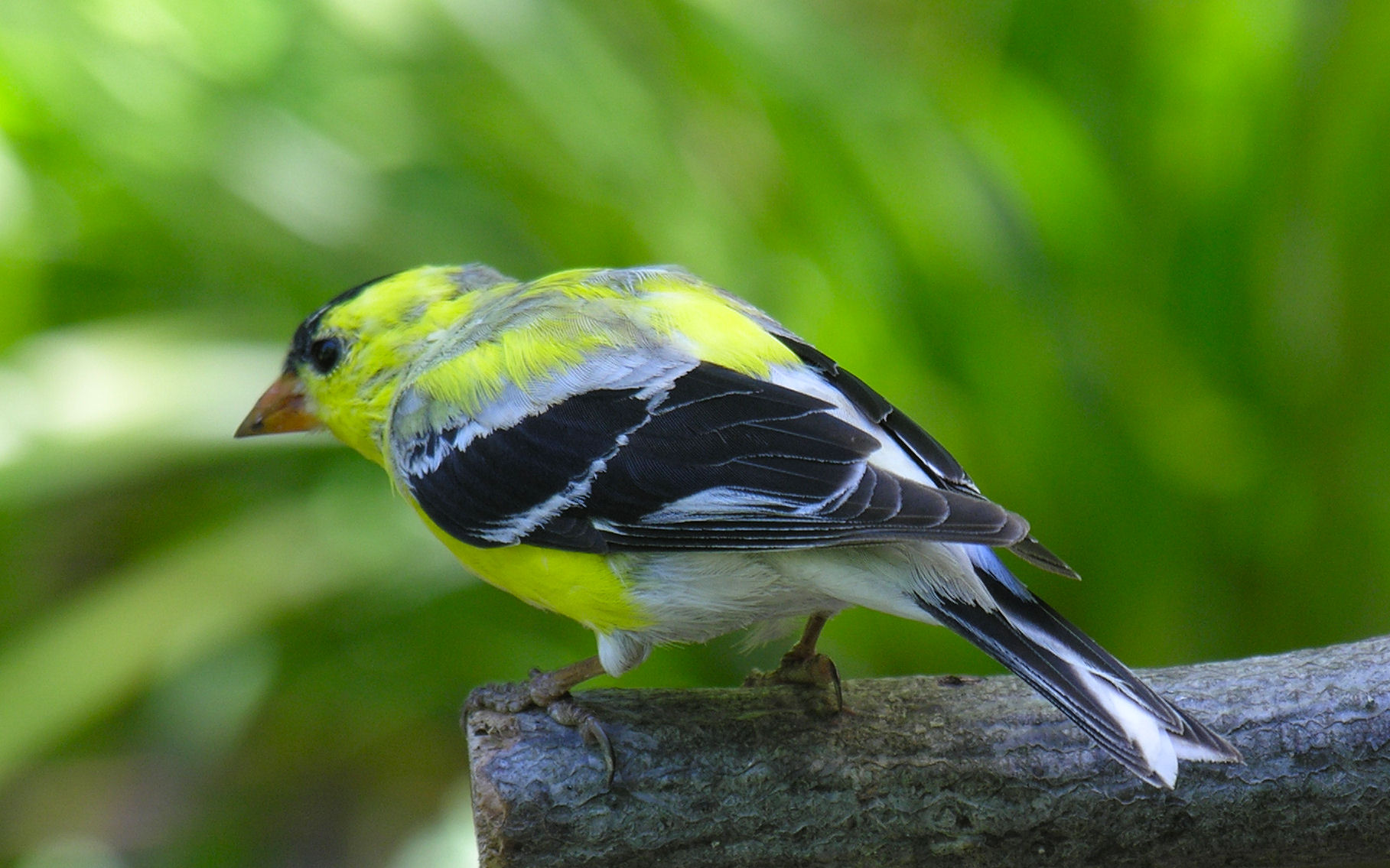 American Goldfinch male 3