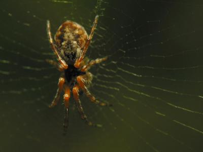 spider4