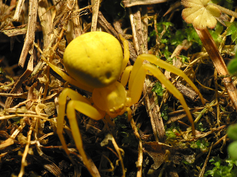 spider2