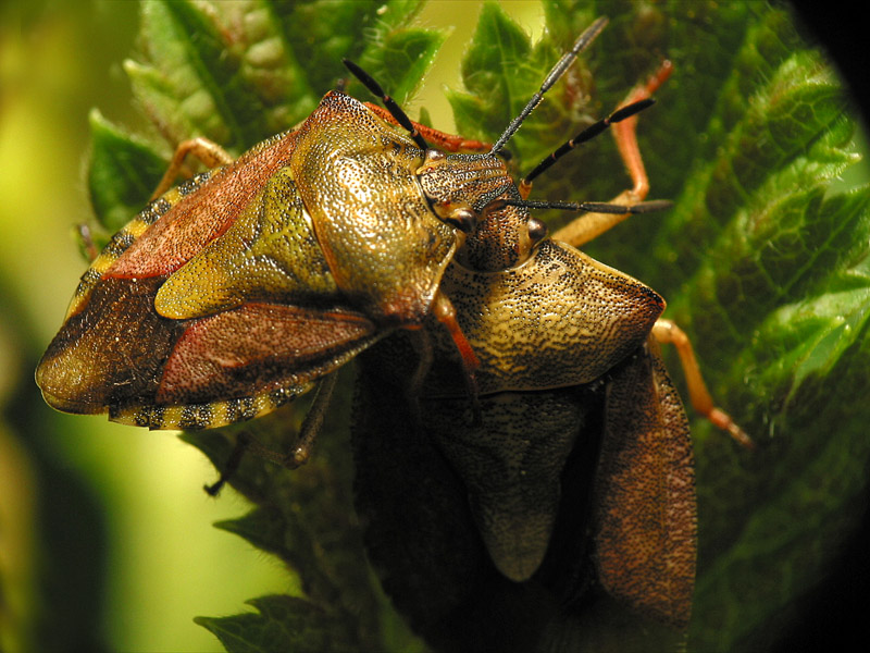 bugs
