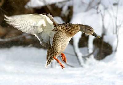 Winter Delight - Duck