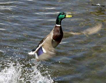 Splish Splash Take-Off - Ducks