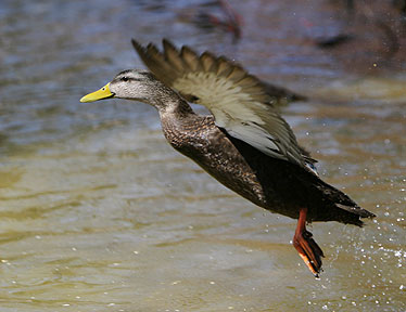 Deployed - Duck