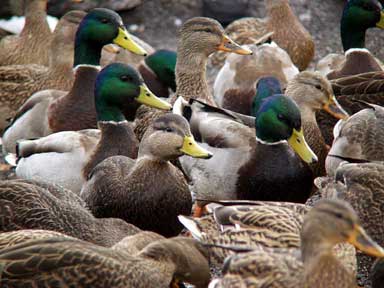 Rush Hour - Ducks