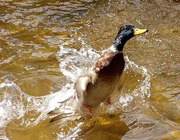 Crater Blast-off - Duck